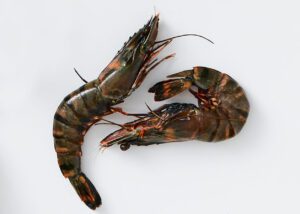 black tiger shrimp