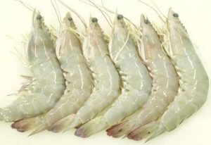 Indian white shrimp