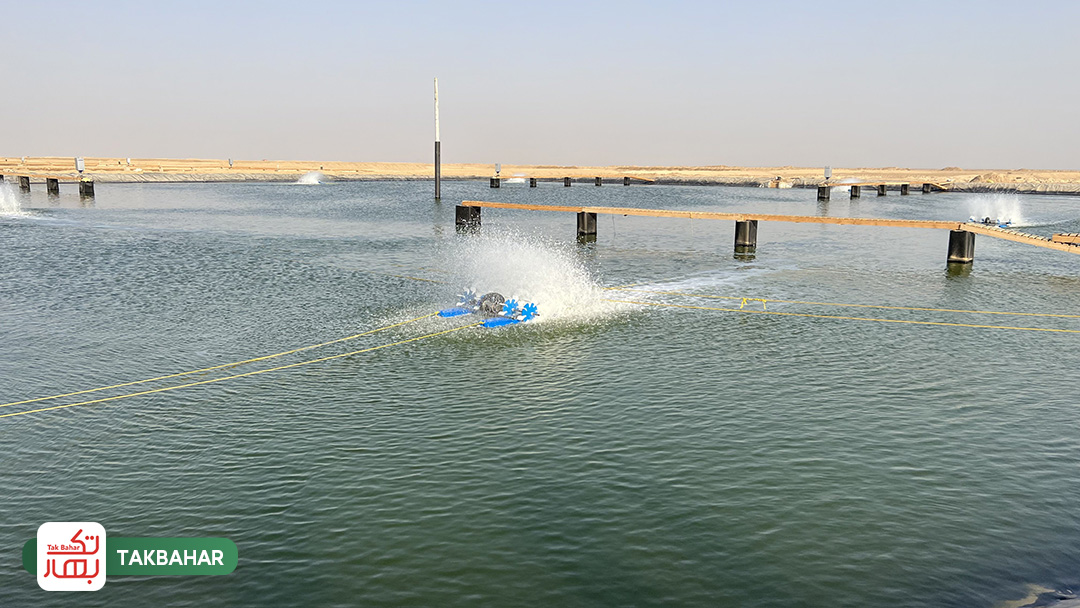 vannamei shrimp farming AQUACULTURE