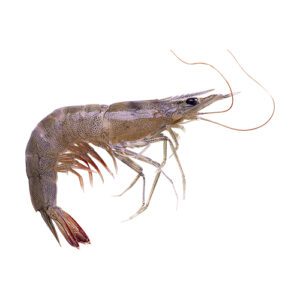 Vannamei Shrimp Product