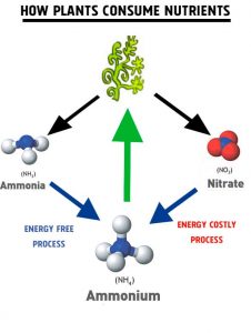 Why Aquatic Plants Prefer Ammonium Over Nitrates