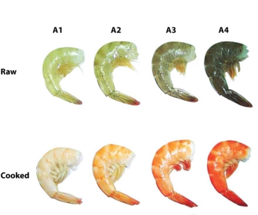 Identifying the type of shrimp based on their color