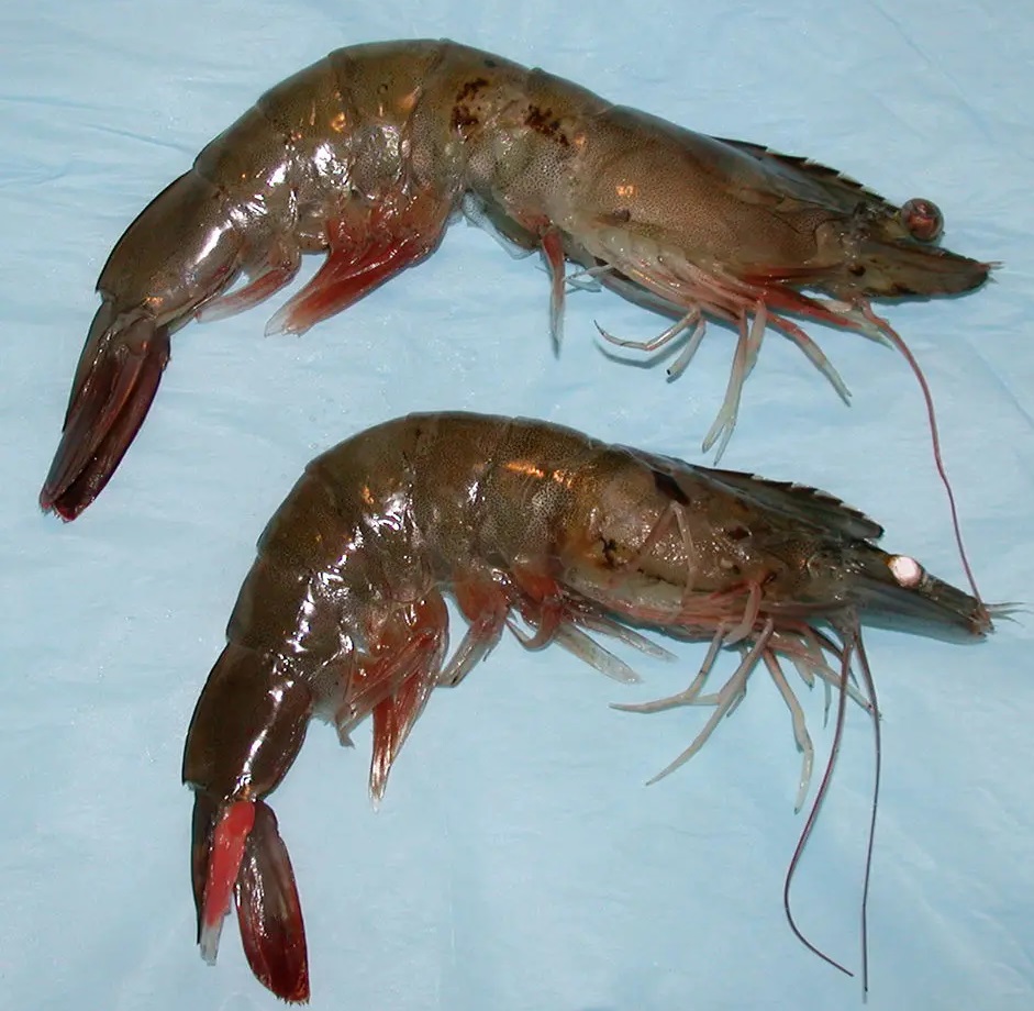 Very bad effect of high nitrate levels on shrimps