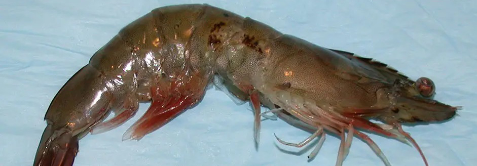 Very bad effect of high nitrate levels on shrimps