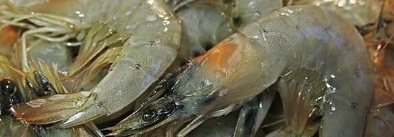 Yellow Head Shrimp Disease (YHV) | one of the most dangerous diseases | Takbahar Foodstuff Trading