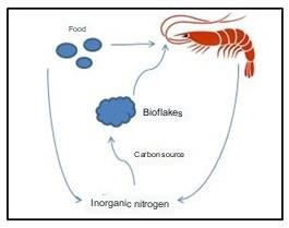 Biofloc, Unparalleled Nutrition (Investigating the Effect of Biofloc Consumption on Shrimp Nutrition in One Glance)