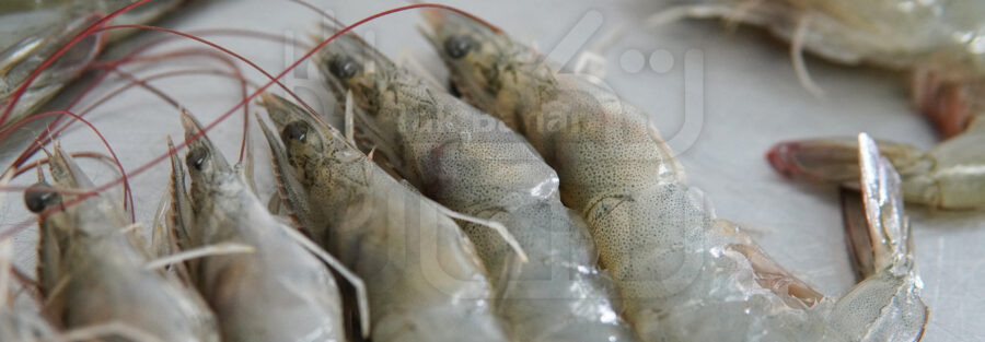 Shrimp Diseases